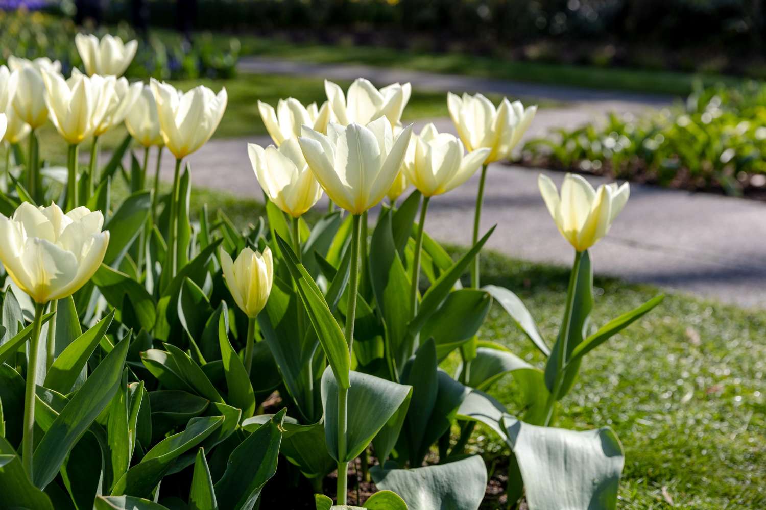 Tulpe 'Concerto' - Tulipaner